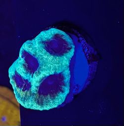 Fake Aquarium Decoration