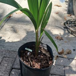 Sábila Y Cocos A 25 Dolares