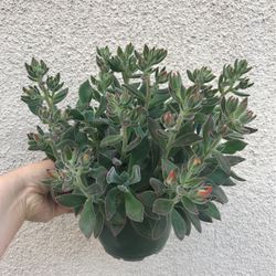 Beautiful Full Pot Of Ruby Slippers Succulents Plant 6” Pot