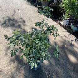 Schefflera Plant 