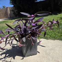 Purple Heart Plant