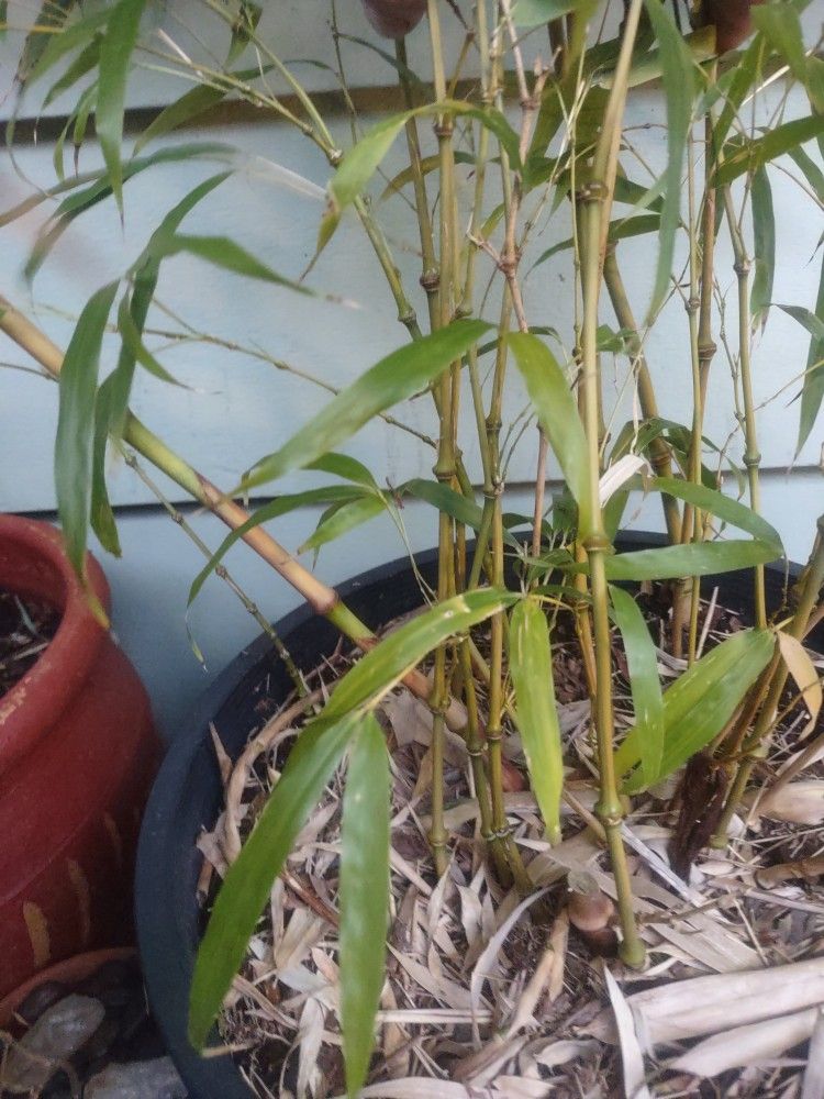 Big node Bamboo Plant