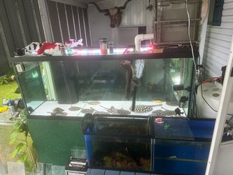 Aquarium 125 gallon ( inbox if you have questions)
