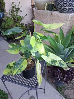 Variegated Philodendron Burle Marx Plant $65