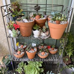 Beautiful Succulent Arrangements 