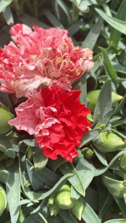 Carnation plant 1 galón 10 dls multiple colors avalible