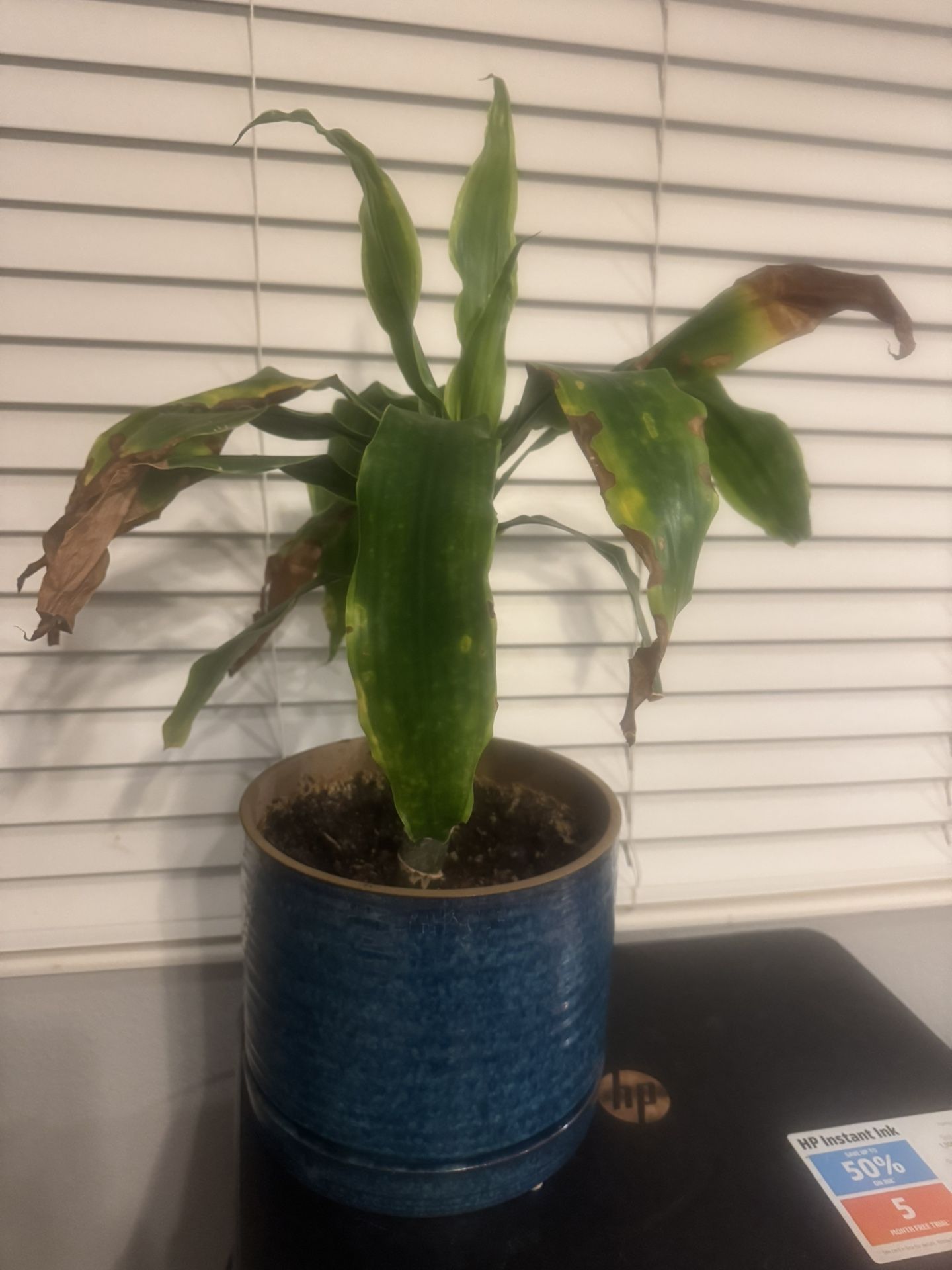 Plants For Free