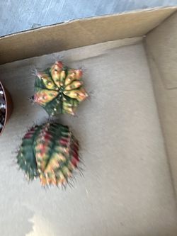 Cactus