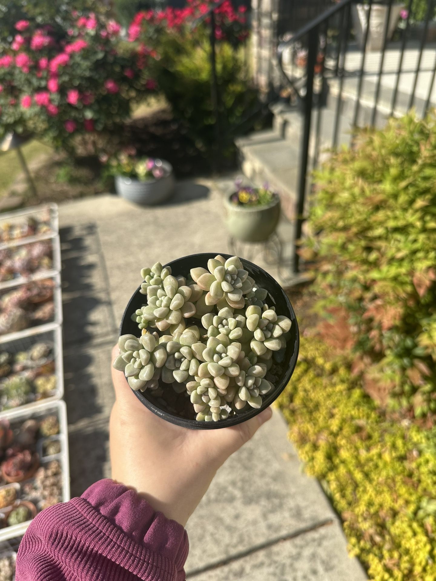 3.5 inches Graptopetalum mendozae succulent live plants