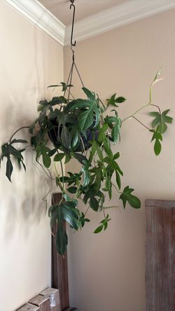 Philodendron - Florida Green variety