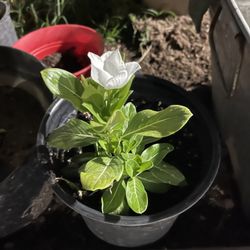 Epasote Y Flor Blanca $5 Ech 