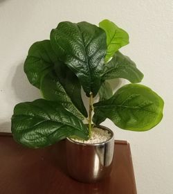 Plant