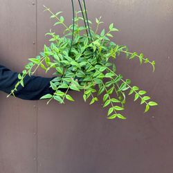 6” hoya bella