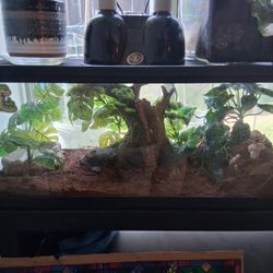 Reptile Enclosure 