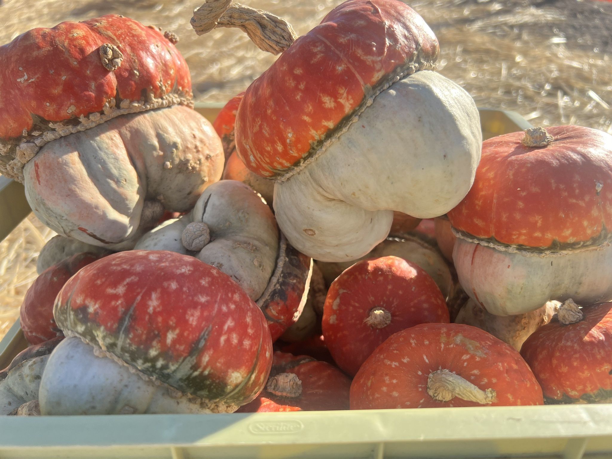 First Faith Pumpkin Patch