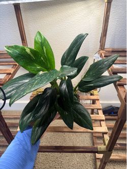 Monstera cobra/ standleyana albo variegated