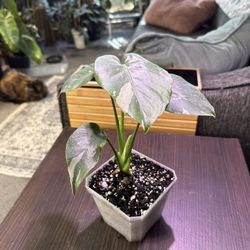 Monstera Thai Constellation 