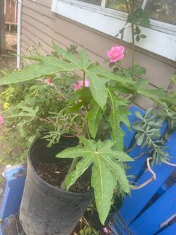 Papaya tree