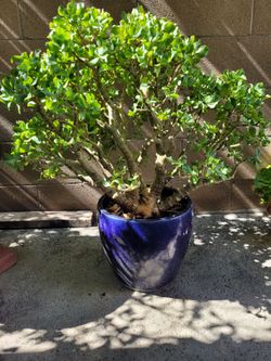 Ceramic pot with large Succulent plants