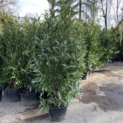 Skip Laurel Bush 6-7 Feet Tall 15 Gallon Containers 