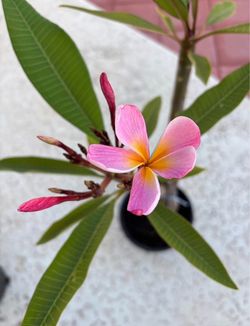 Plumeria In 1 Gallon Pot With Blooms