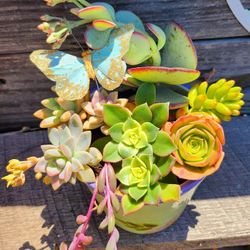 Handpainted Ceramic Pot With Succulents 