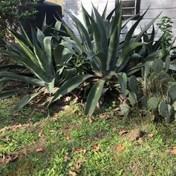 Agave Plants For Trade