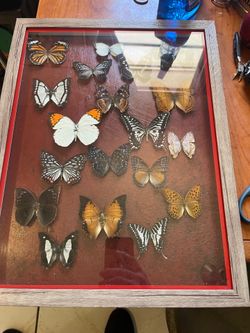 Butterfly taxidermy in 14 x18  shadow box