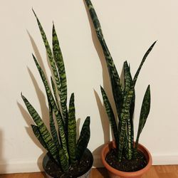 Snake plant 20 each 