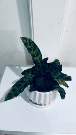 Calathea Rattle Snake