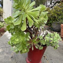 🌿Succulents, rooting In Water🌿