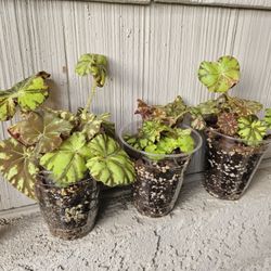Begonia Rex Zumba Plants