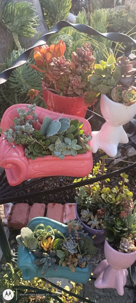 Cute Succulent Arrangements