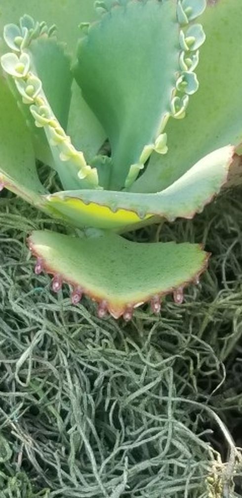 5 Baby Succulent Cacti Plantlets