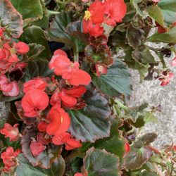 1 Dollar Begonia Plant 