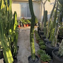 Large Ocotillo plant