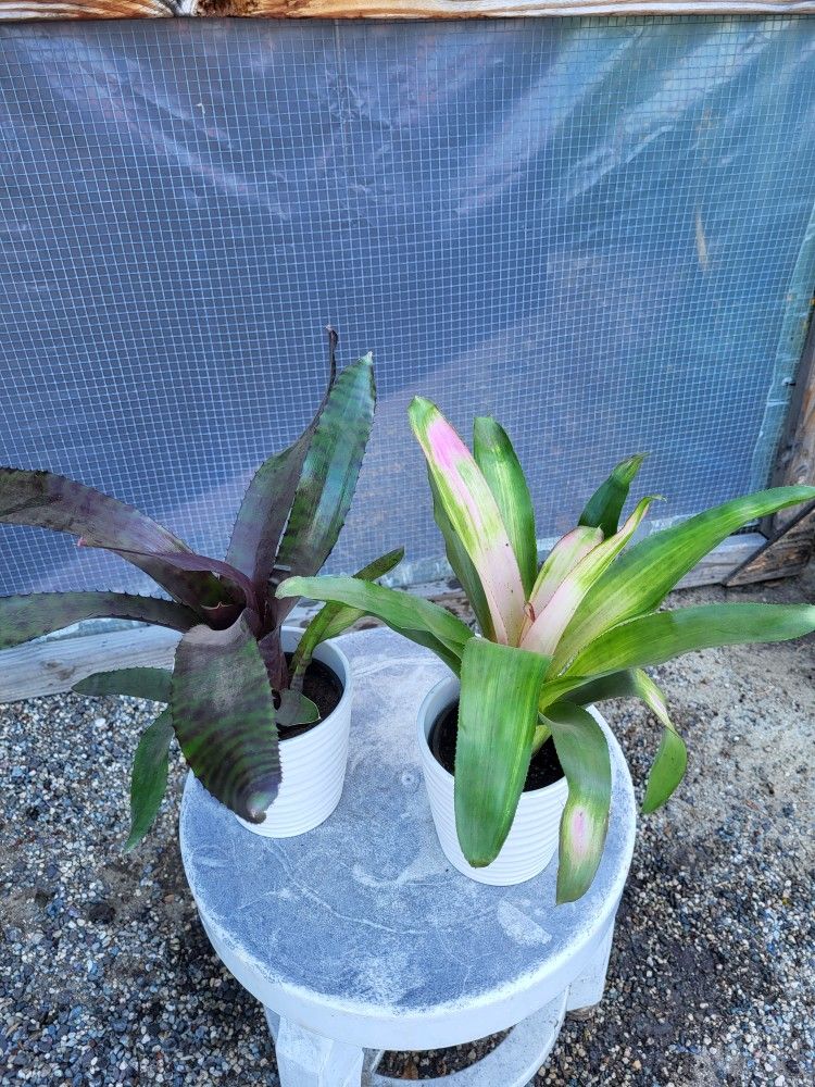 Bromeliad Plant 4" Pot$ 5 Each