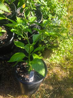Golden Ghost pepper plant