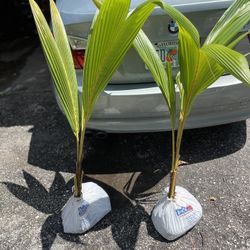Coconut Palms