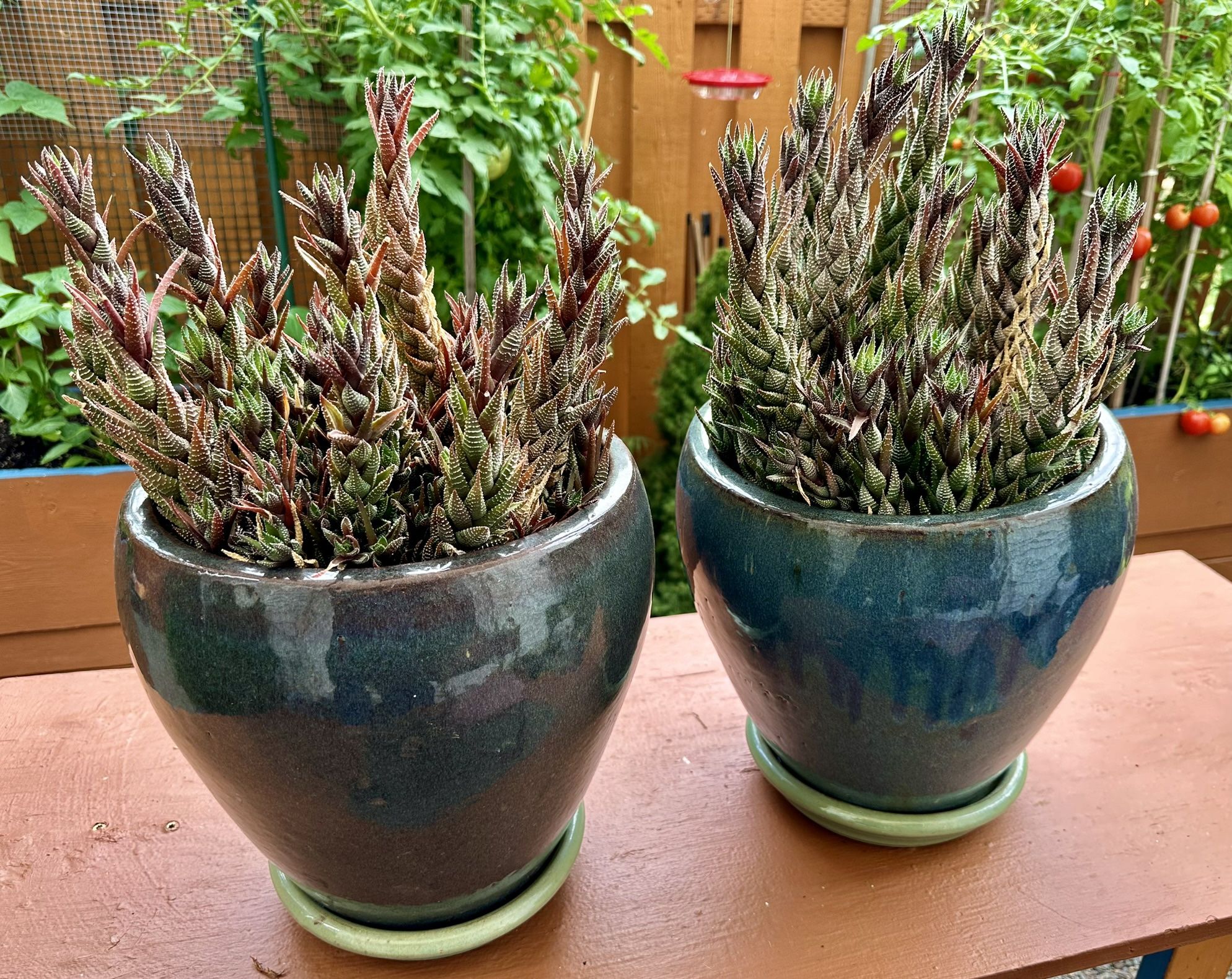 2 Haworthia succulents in very nice planters