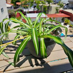 Variegated Spider Plant Chlorophytum Comosum Live Indoor Houseplant Easy Care Air Purifying Green White Plant