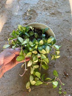 Specialty***Full/lush Hoya Heuschkeliana Variegated (6” pot); pet safe 95820