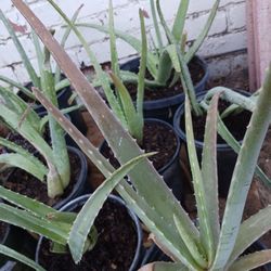 Alo Vera Plants  