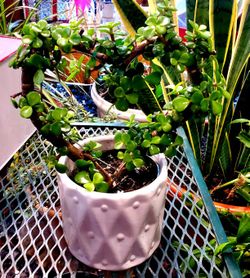 Plants & terrarium  & much more different Prices And Sizes 