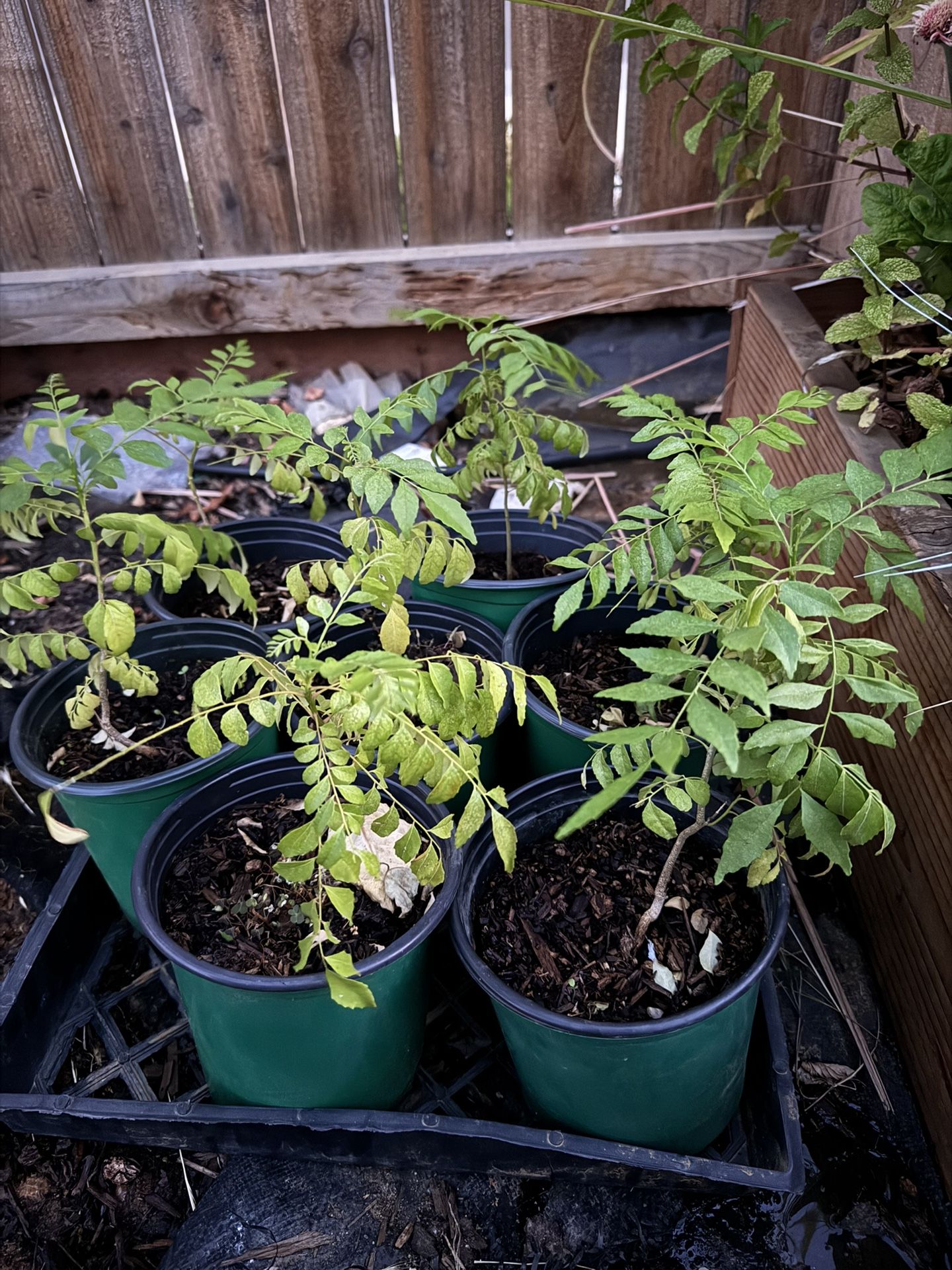 Curry leave Plant in 1 Gallon Pot