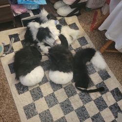 Furstuit