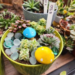 SUCCULENT ARRANGEMENT SALE THIS SUNDAY IN SAN LORENZO..PICK UP. SKYLINE SUCCULENTS 