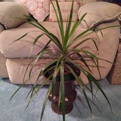 *Espresso planter and LIVE Indoor tree!