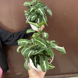 6” Syngonium Wendlandii