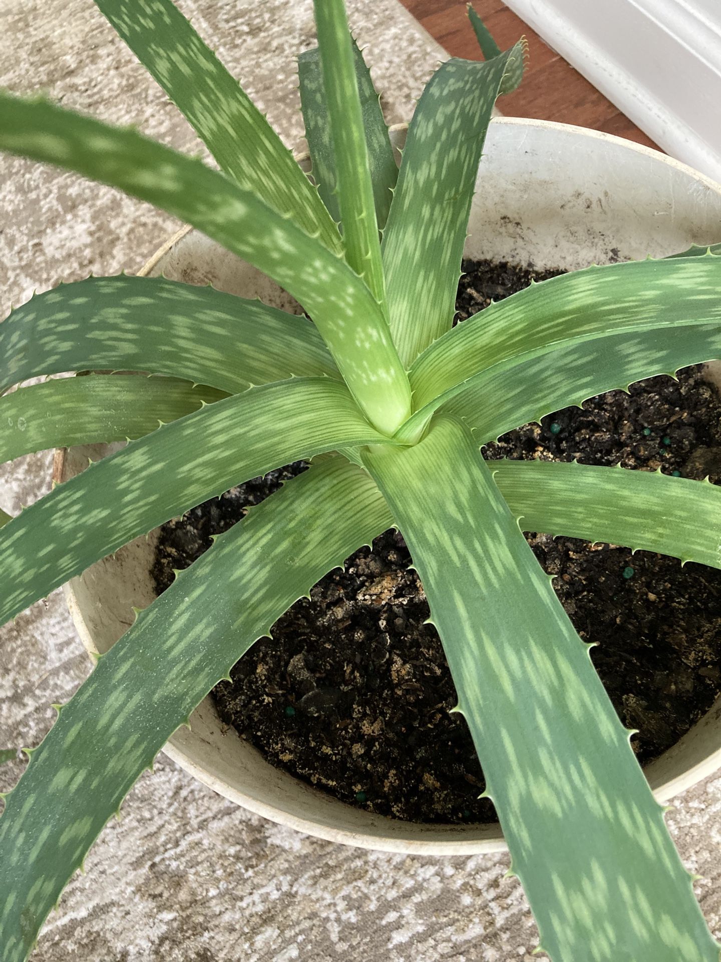 Medium large Aloe vera plant with pot  Apex 